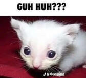 huh????? huh?????