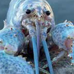 BLUE LOBSTER BLUE LOBSTER