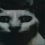 wtf 2