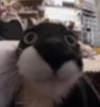whar whar
