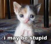 i may be stupid i may be stupid