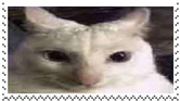Cat3 Cat3