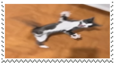 Cat 4 Cat 4