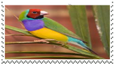 gouldian finch gouldian finch