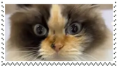 Cat1 Cat1