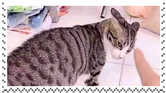 Cat2 Cat2
